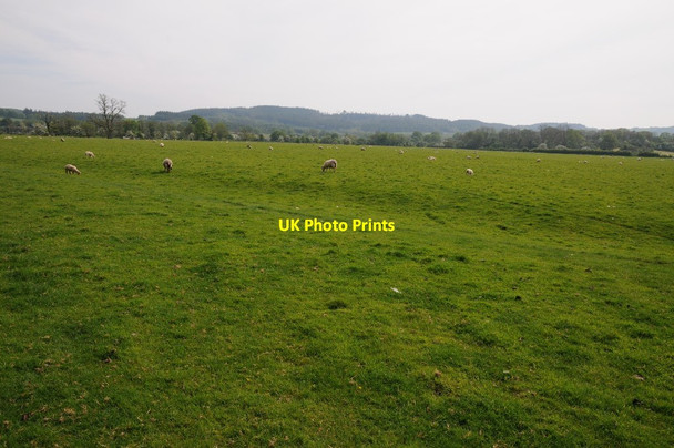 Photo 6"x4" Meadowland below Dinefwr Castle Cilsan c2014