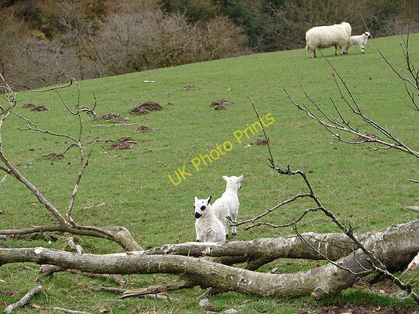 Photo 6"x4" Spring lambs at Nanty Farm Llanifyny c2008