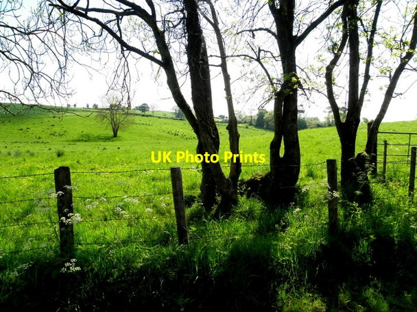 Photo 6"x4" Trees and shadows, Drumrawn Drumquin c2014