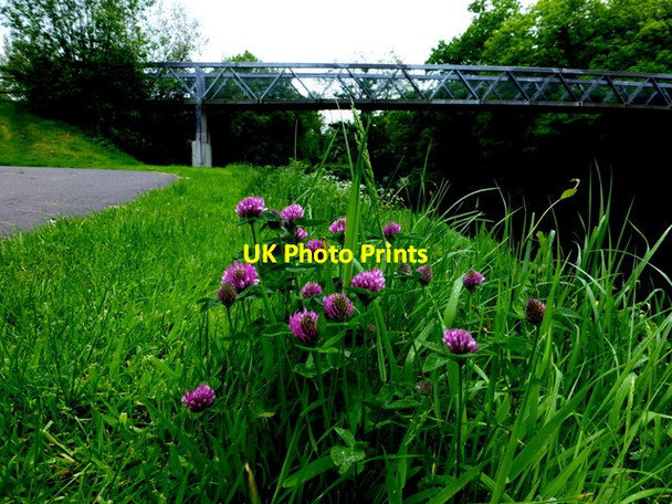 Photo 6"x4" Clover, Mullaghmore Omagh c2014