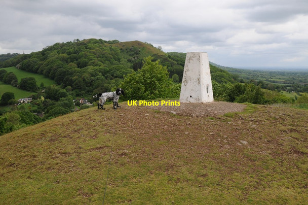 Photo 6"x4" Bertie on Chase End Hill Chase End Street c2014