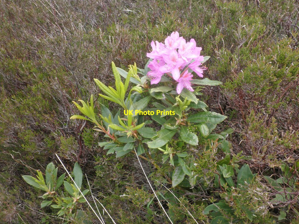 Photo 6"x4" Rhododendron seedling on Malmsmead Hill Malmsmead c2014