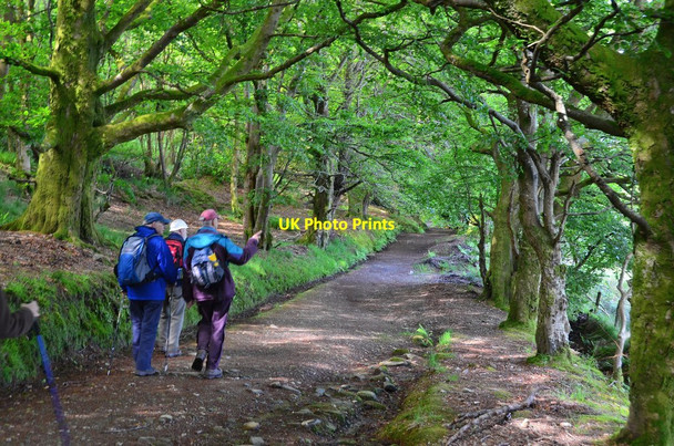Photo 6"x4" Path in Bogany Wood, Rothesay Rothesay c2014