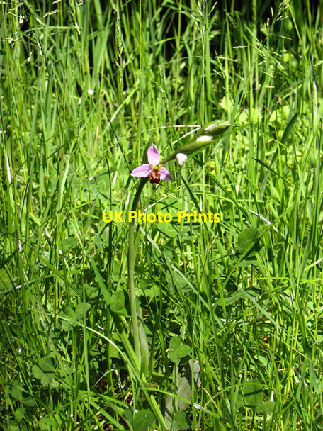 Photo 6"x4" Bee orchid beside the path to Hethel Wood Hethel c2014