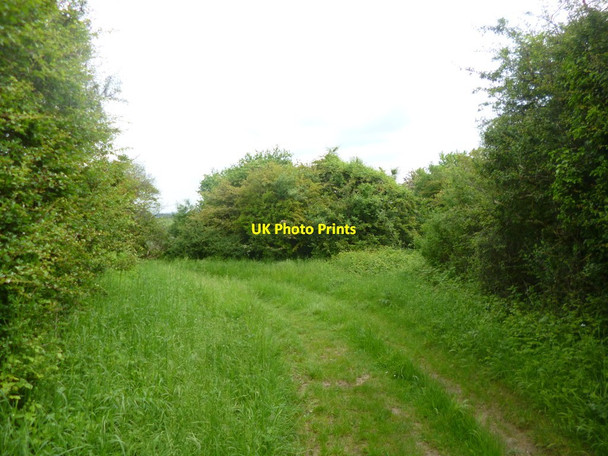 Photo 6"x4" Wick Down, bridleway junction Whitsbury c2014