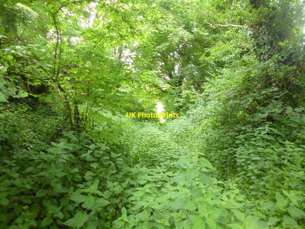 Photo 6"x4" Breamore, disused chalk pit Wick\/SU1621 c2014