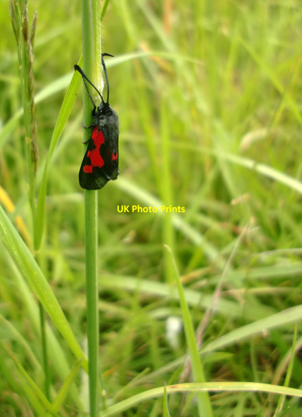 Photo 6"x4" Six-spot burnet moth (Zygaena filipendulae) at Ranmore Dorking c2014