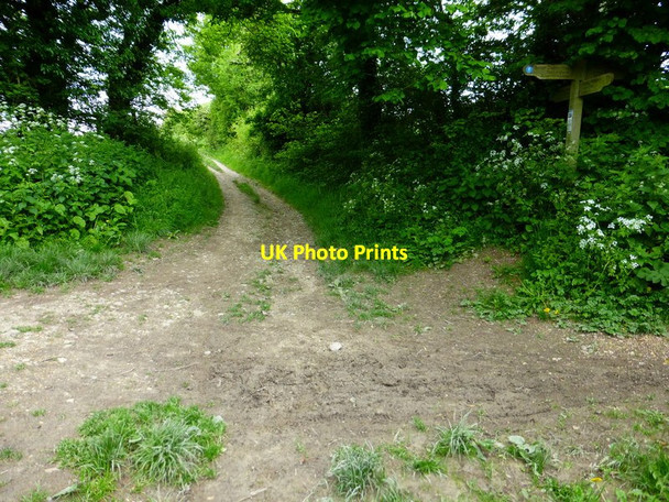 Photo 6"x4" The South Downs Way heads to Winchester from Halnaker Lane Coombe\/SU6620 c2014