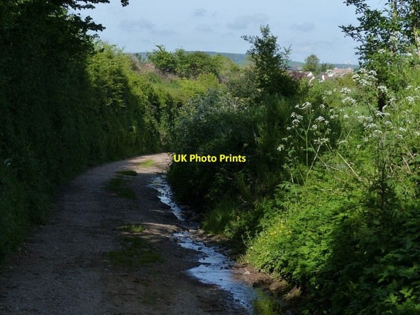 Photo 6"x4" Hayeswood Lane approaching East Budleigh Budleigh Salterton c2014