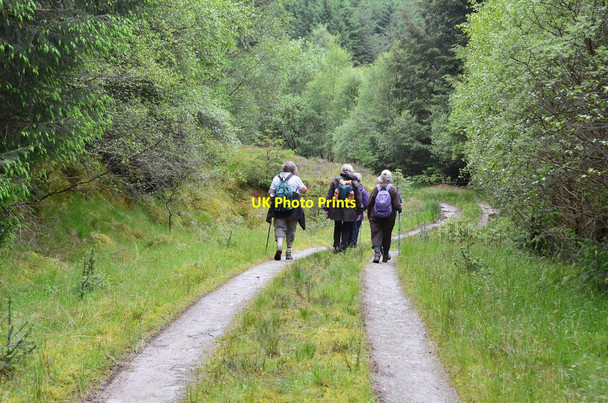 Photo 6"x4" Forest track, Rhubodach Colintraive c2014