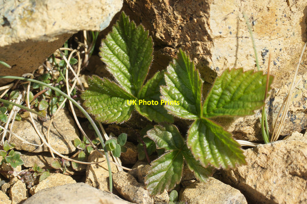 Photo 6"x4" Stone Bramble (Rubus saxatilis), Keen of Hamar Baltasound c2014