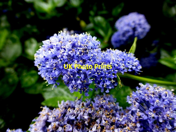 Photo 6"x4" Ceanothus , Rathmullan Rathmullan c2014