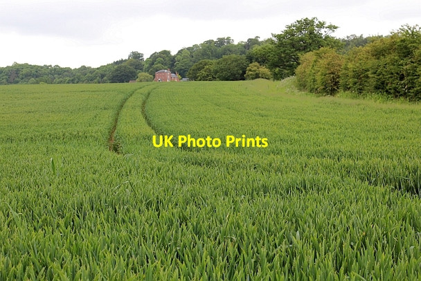 Photo 6"x4" Wheat field Birchend c2014