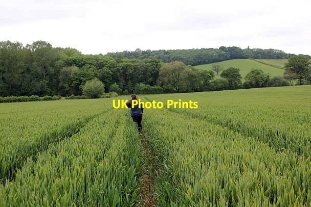 Photo 6"x4" Wheat field Birchend c2014 P1