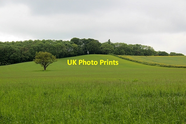 Photo 6"x4" Field of grass Birchend c2014