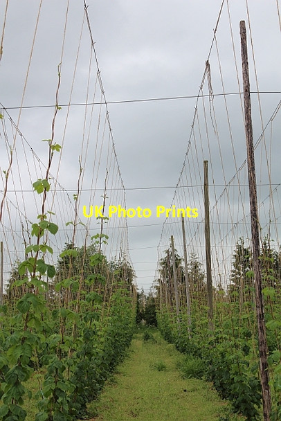 Photo 6"x4" Hop field Birchend c2014