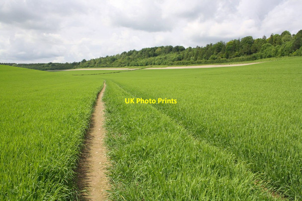 Photo 6"x4" Footpath through crop beside North Unhill Bank Moulsford c2014