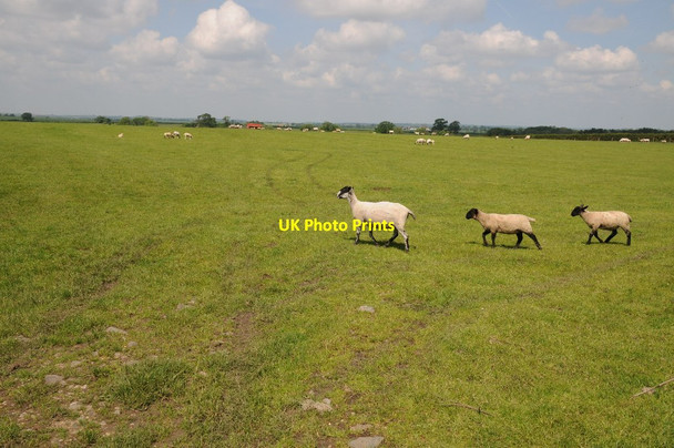 Photo 6"x4" Field of sheep, Dorsington Pebworth c2014