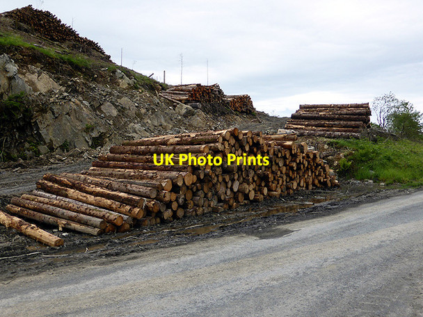 Photo 6"x4" Timber stacks awaiting collection in Cwm Ceulan Tre'r-dd\u00f4l\/SN6692 c2014