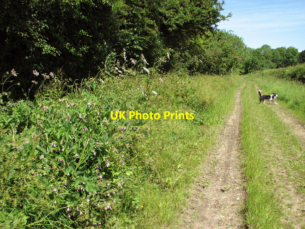 Photo 6"x4" View along Birch Way Thwaite St Mary c2014