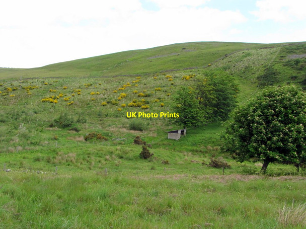 Photo 6"x4" New trees below Coldberry Hill Akeld c2014