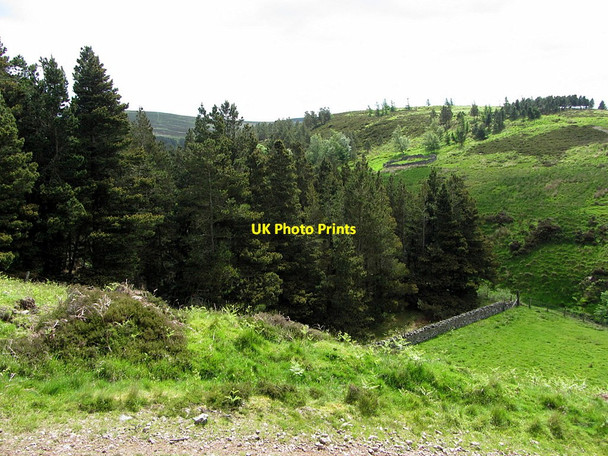 Photo 6"x4" Wooded valley of Common Burn Akeld c2014
