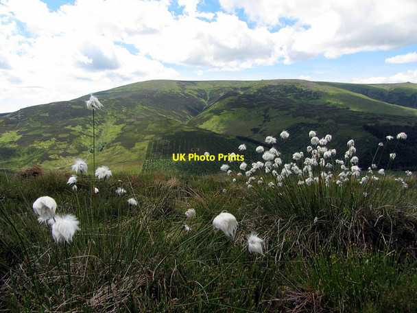 Photo 6"x4" Cotton grass against The Cheviot Lambden Burn\/NT9123 c2014