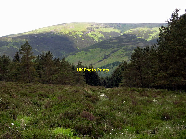 Photo 6"x4" Forest ride towards Cheviot Foulburn Gair c2014