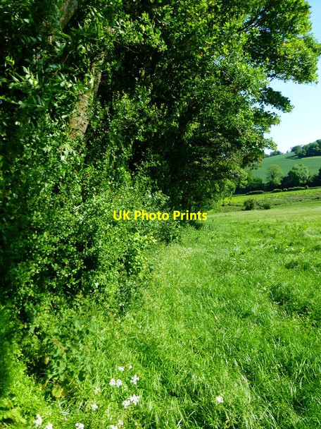 Photo 6"x4" Looking down field boundary in the Meon Valley Warnford c2014