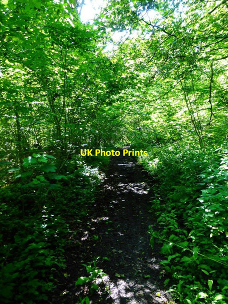 Photo 6"x4" Path through Lippen Wood East End\/SU6424 c2014