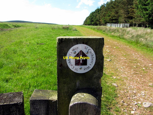 Photo 6"x4" St Cuthbert's Way near Akeld Burn Akeld c2014 P1