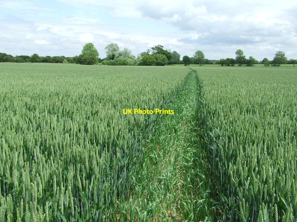 Photo 6"x4" Path Through The Wheat Cratfield c2014