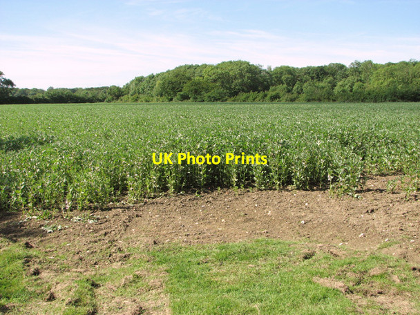 Photo 6"x4" A field of beans Thwaite St Mary c2014