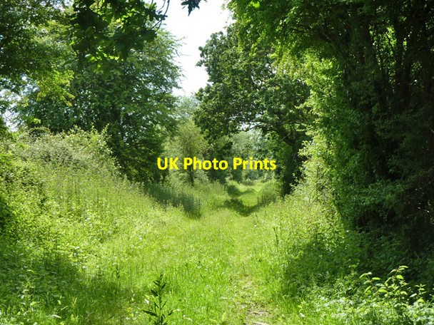 Photo 6"x4" Course of Bentley and Bordon Light Railway Blacknest\/SU7941 c2014