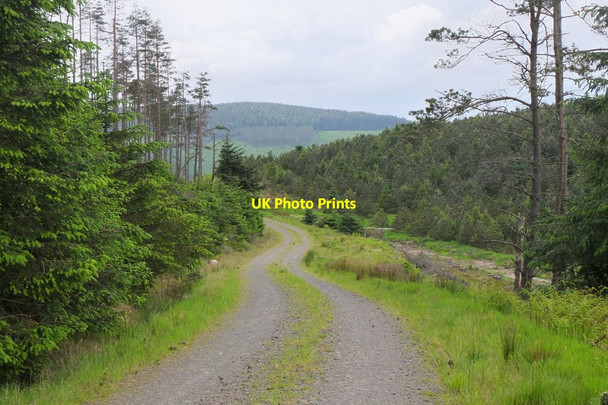 Photo 6"x4" Forest track above Bier Law West Bold c2014