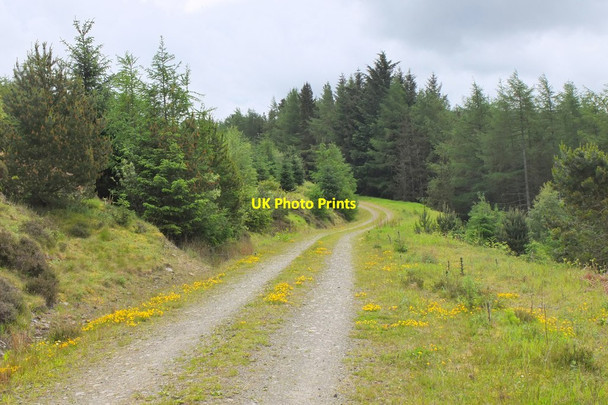 Photo 6"x4" Forest track on the west side of Middlebar Knowe West Bold c2014