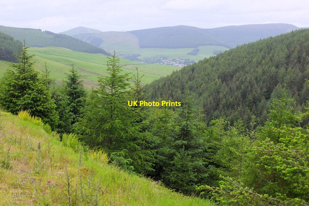 Photo 6"x4" Forested slopes above the Glenbenna Burn West Bold c2014