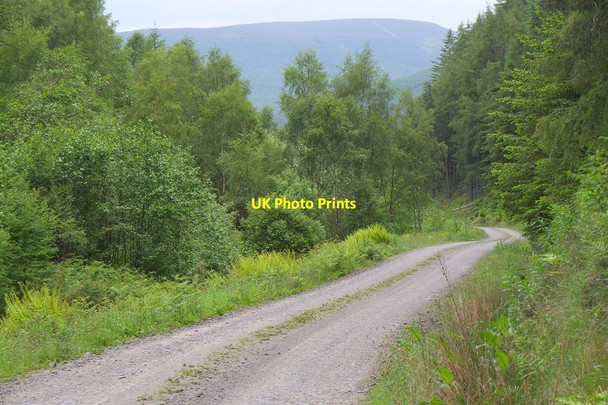 Photo 6"x4" Forest road to Glenbenna West Bold c2014