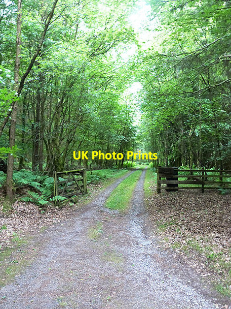 Photo 6"x4" Driveway to Corncockle Templand\/NY0886 c2014