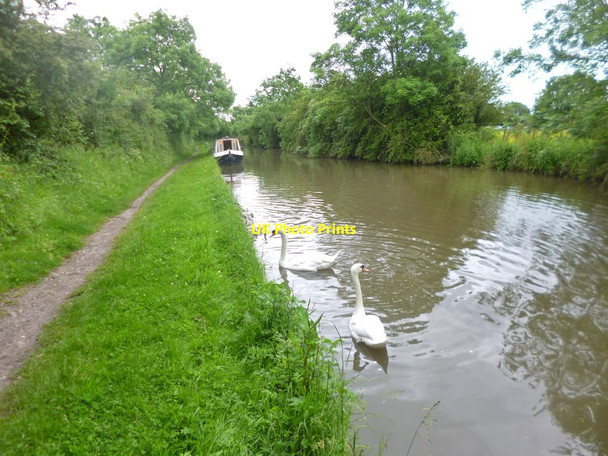 Photo 6"x4" Bedworth, swans Bedworth c2014