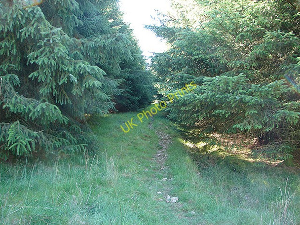 Photo 6"x4" Footpath into the forestry above Cyfannedd Friog\/SH6112 c2006