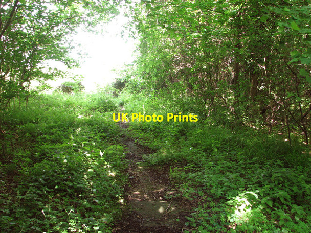 Photo 6"x4" Narrow track in Honeypot Wood High Green\/TF9214 c2014