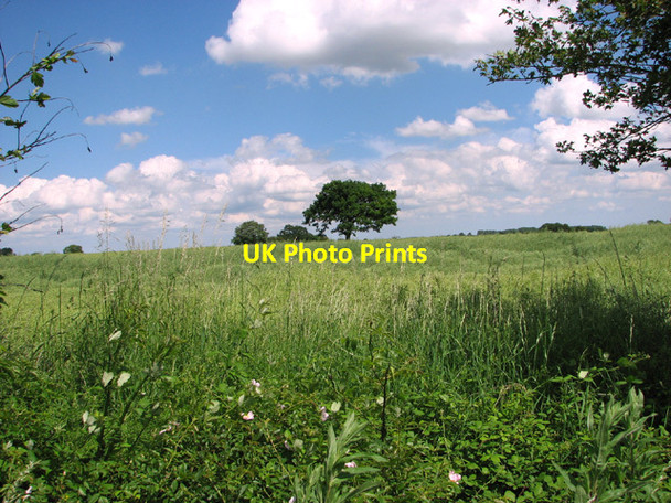 Photo 6"x4" Fields north of Wendling Road Longham\/TF9415 c2014