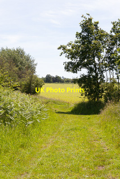 Photo 6"x4" Footpath junction between Decoy Wood and Friar's Walk Covert Chillesford c2014