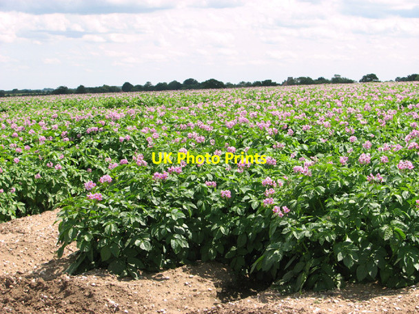 Photo 6"x4" Flowering potato crop Beeston\/TF9015 c2014