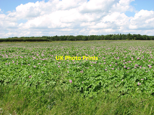 Photo 6"x4" Potato crop by Beeston Beeston\/TF9015 c2014