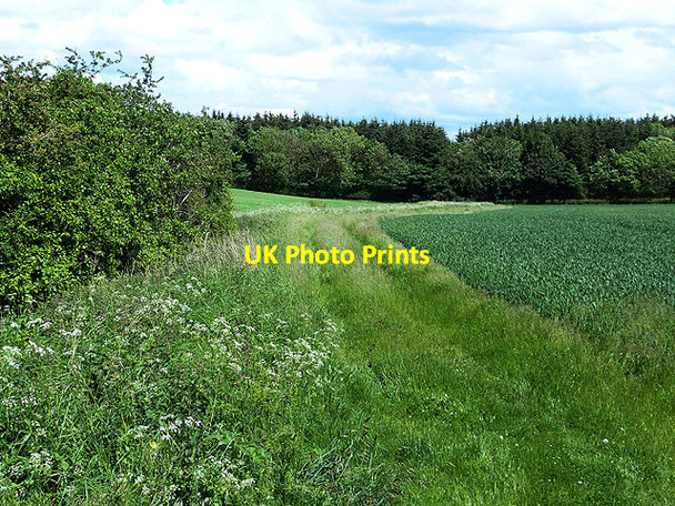 Photo 6"x4" Fields near Upper Dalhousie Carrington\/NT3160 c2014