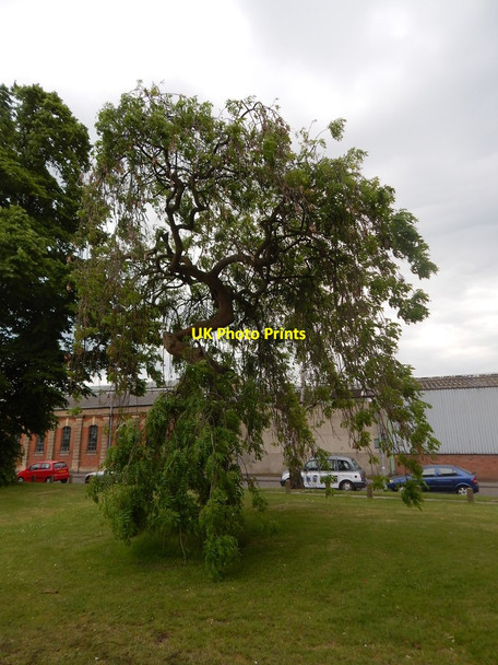 Photo 6"x4" Windy tree on Sir Alf Ramsey Way Ipswich c2014