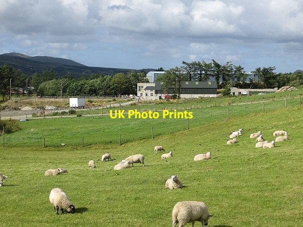 Photo 6"x4" Sheep, Cleenagh Buncrana c2013