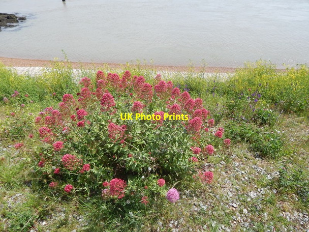 Photo 6"x4" Pink plant in Felixstowe Ferry Felixstowe Ferry c2014